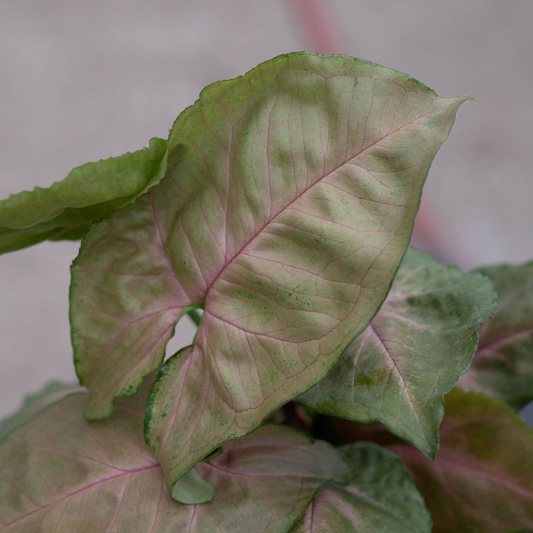 Gabriella Plants Syngonium 4" Syngonium podophyllum ‘Merry Maria’