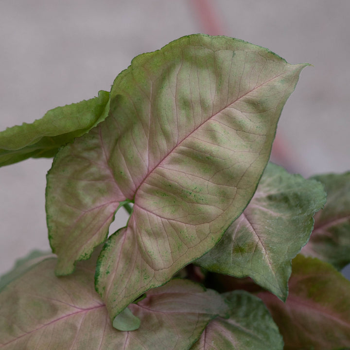 Gabriella Plants Syngonium 4" Syngonium podophyllum ‘Merry Maria’