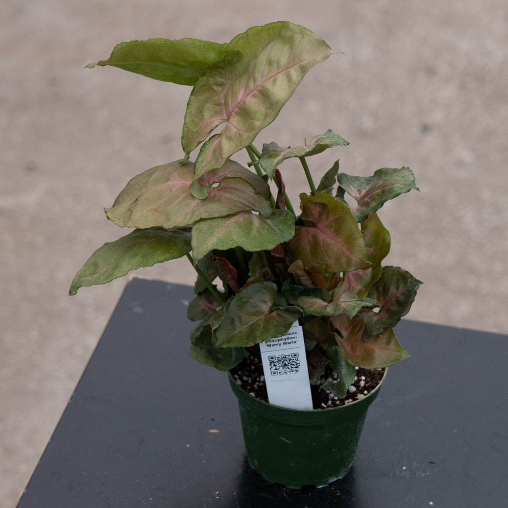 Gabriella Plants Syngonium 4" Syngonium podophyllum ‘Merry Maria’