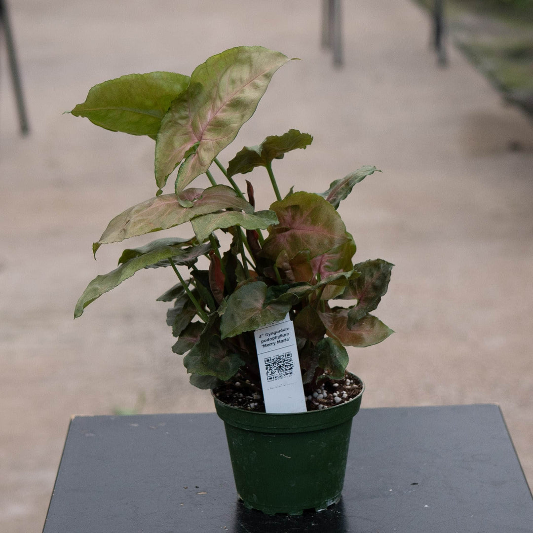Gabriella Plants Syngonium 4" Syngonium podophyllum ‘Merry Maria’
