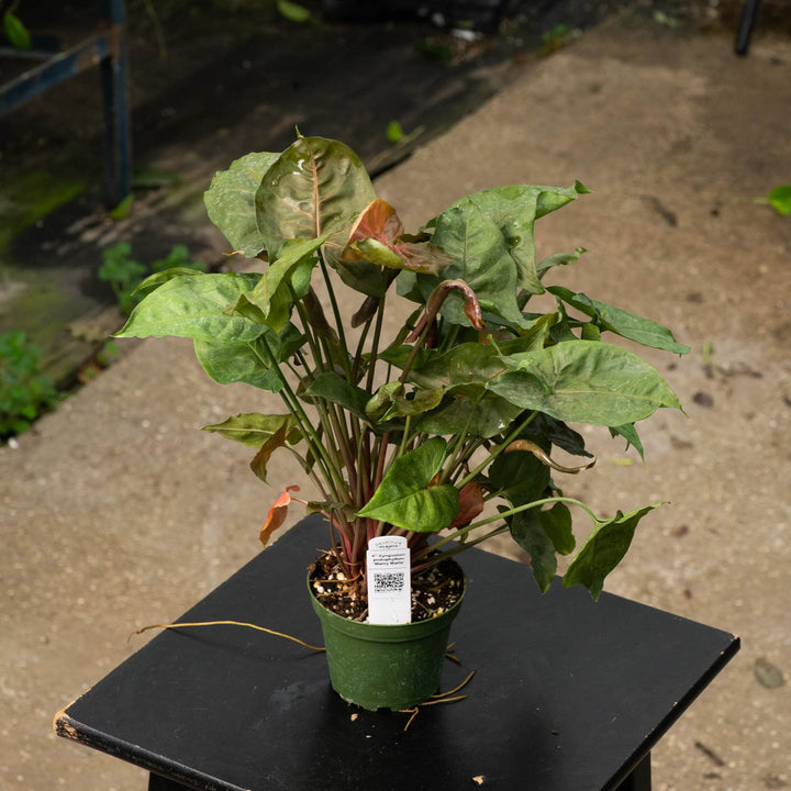 Gabriella Plants Syngonium 4" Syngonium podophyllum ‘Merry Maria’
