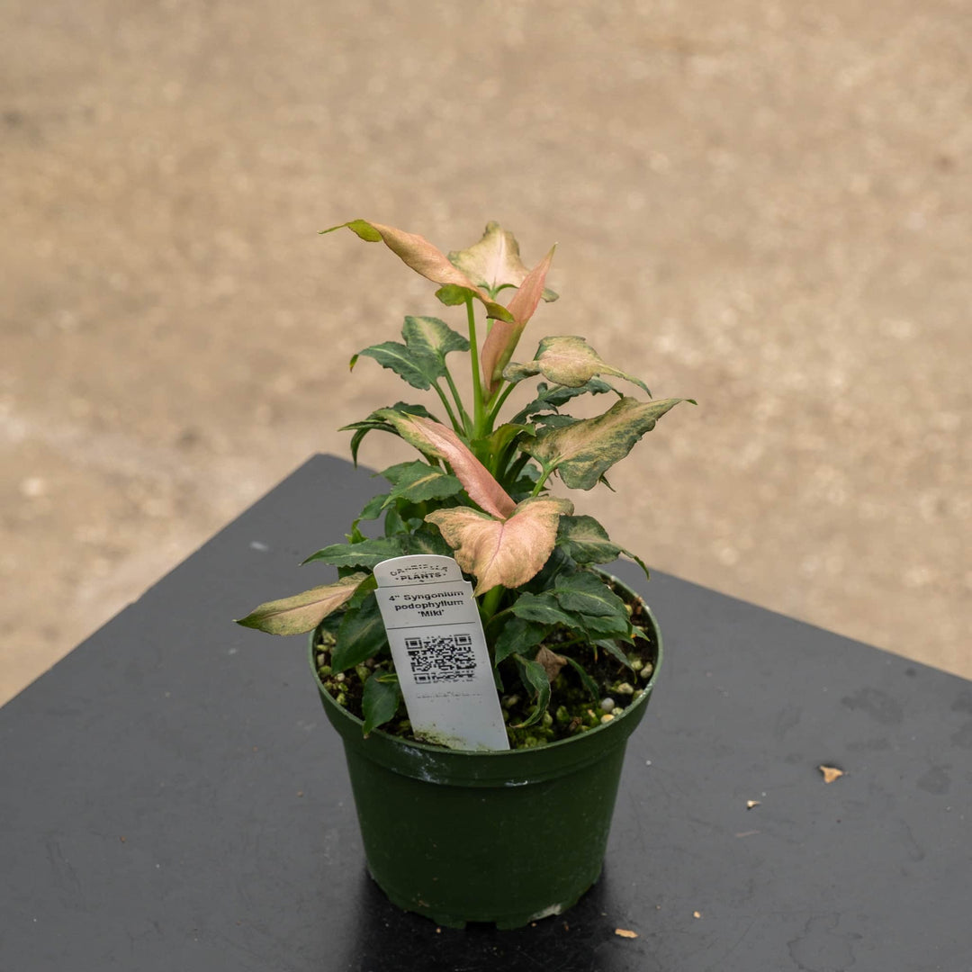 Gabriella Plants Syngonium 4" Syngonium podophyllum &