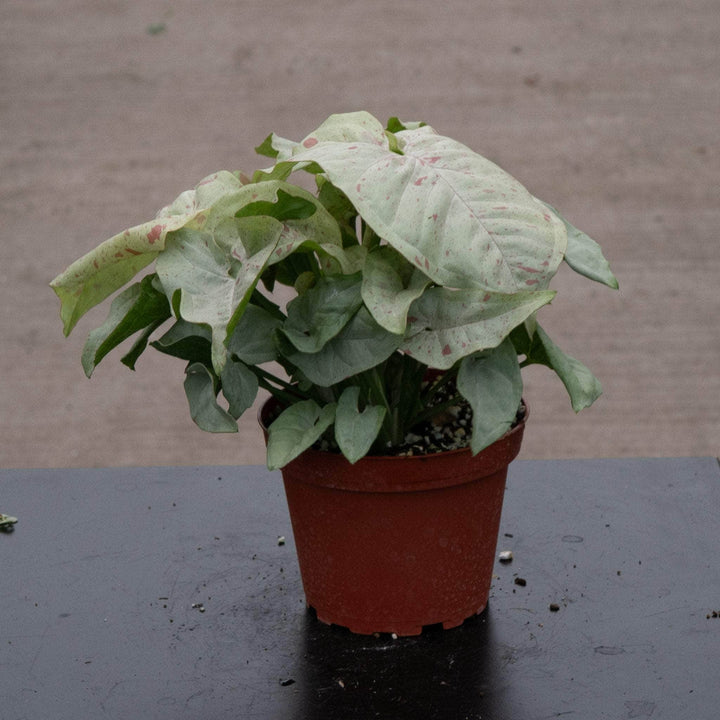 Gabriella Plants Syngonium 4" Syngonium podophyllum 'Milk Confetti'