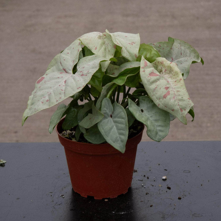 Gabriella Plants Syngonium 4" Syngonium podophyllum 'Milk Confetti'