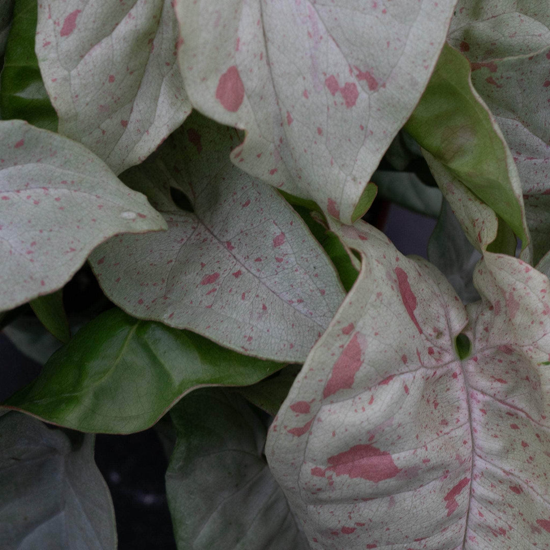 Gabriella Plants Syngonium 4" Syngonium podophyllum 'Milk Confetti'