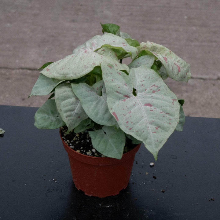 Gabriella Plants Syngonium 4" Syngonium podophyllum 'Milk Confetti'