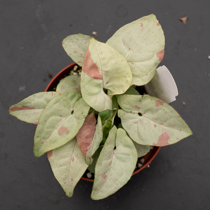 Gabriella Plants Syngonium 4" Syngonium podophyllum 'Milk Confetti'