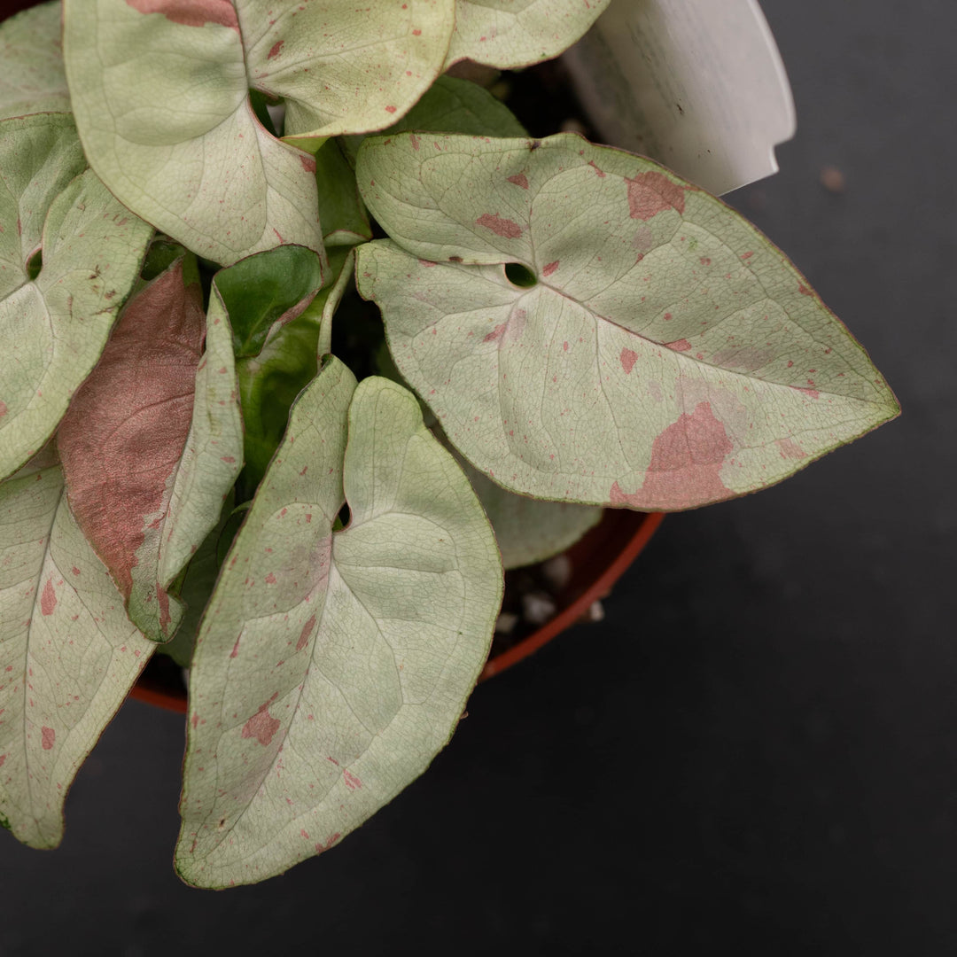 Gabriella Plants Syngonium 4" Syngonium podophyllum 'Milk Confetti'