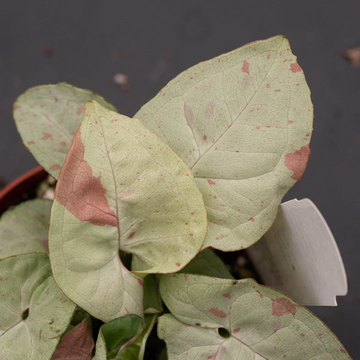 Gabriella Plants Syngonium 4" Syngonium podophyllum 'Milk Confetti'