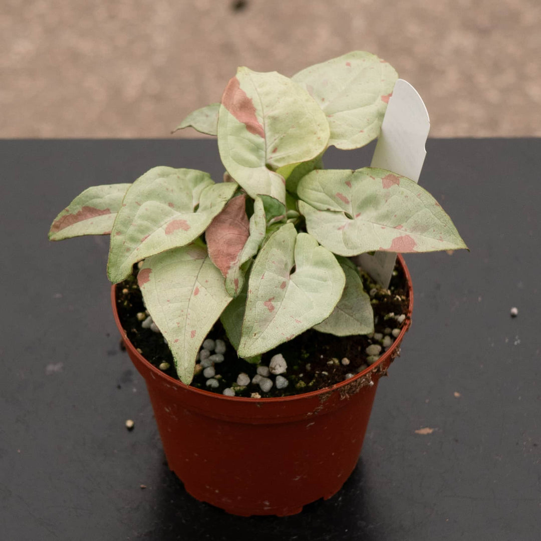 Gabriella Plants Syngonium 4" Syngonium podophyllum 'Milk Confetti'
