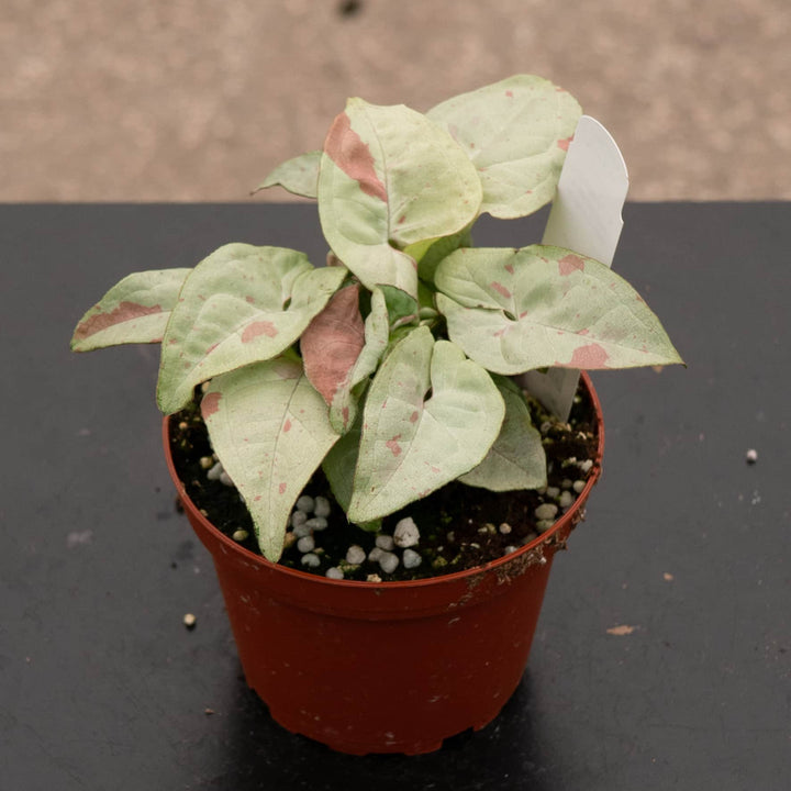 Gabriella Plants Syngonium 4" Syngonium podophyllum 'Milk Confetti'