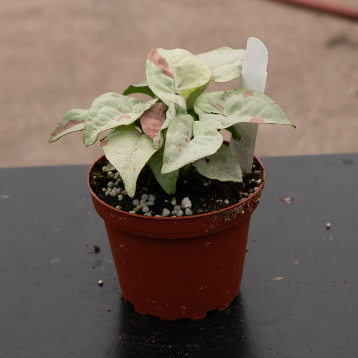 Gabriella Plants Syngonium 4" Syngonium podophyllum 'Milk Confetti'