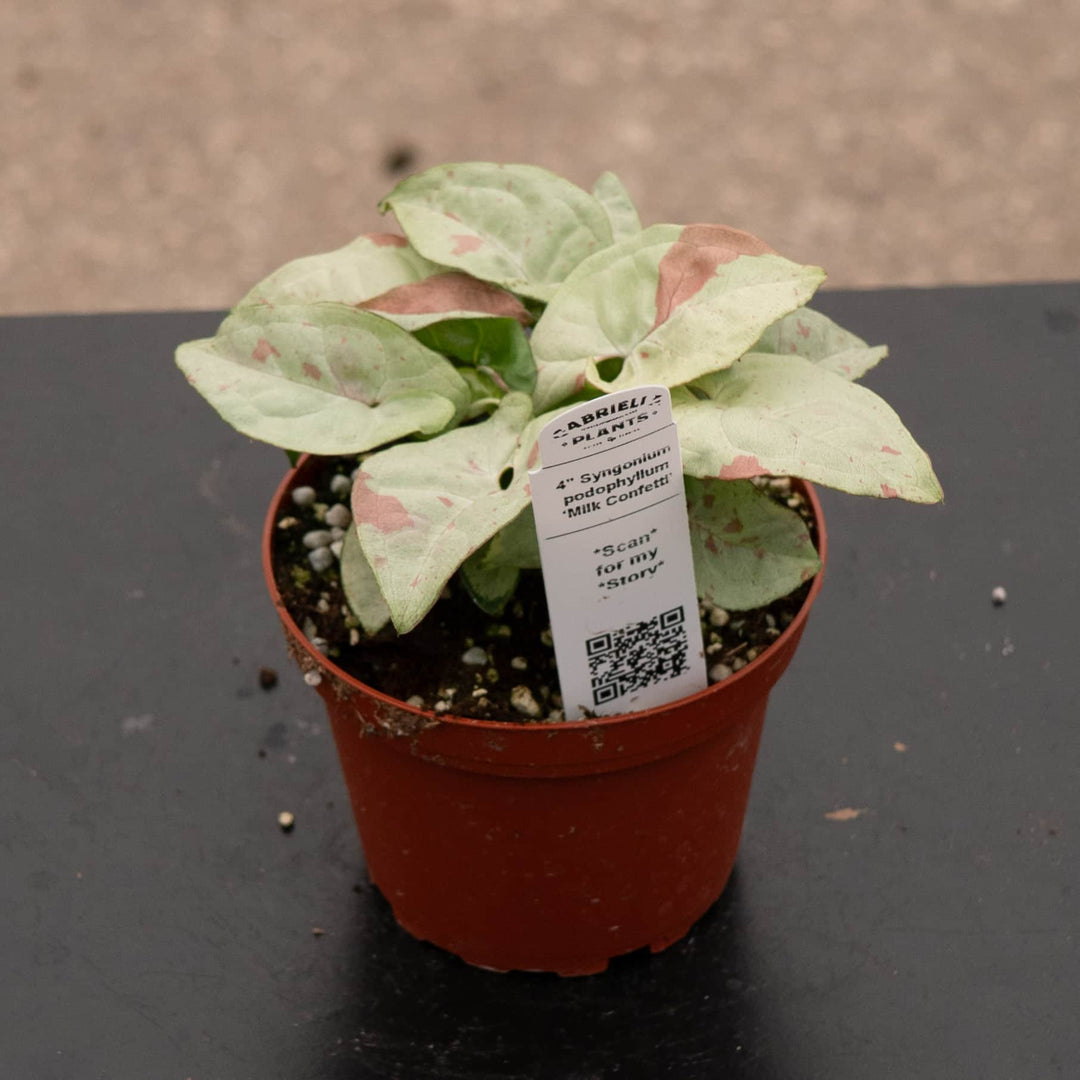 Gabriella Plants Syngonium 4" Syngonium podophyllum 'Milk Confetti'