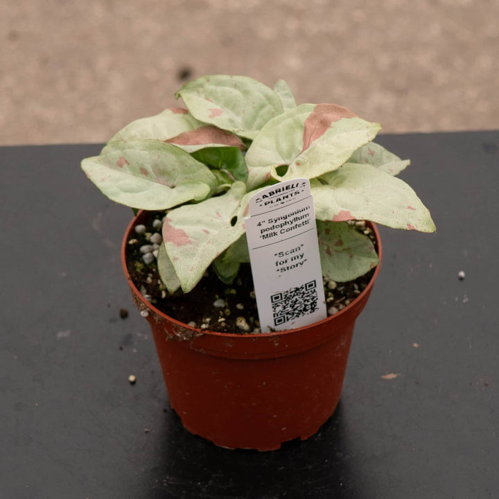 Gabriella Plants Syngonium 4" Syngonium podophyllum 'Milk Confetti'