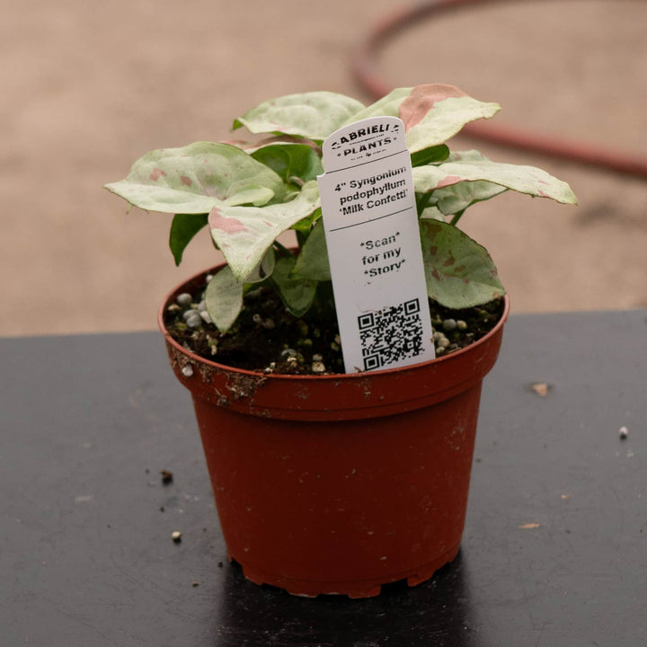 Gabriella Plants Syngonium 4" Syngonium podophyllum 'Milk Confetti'