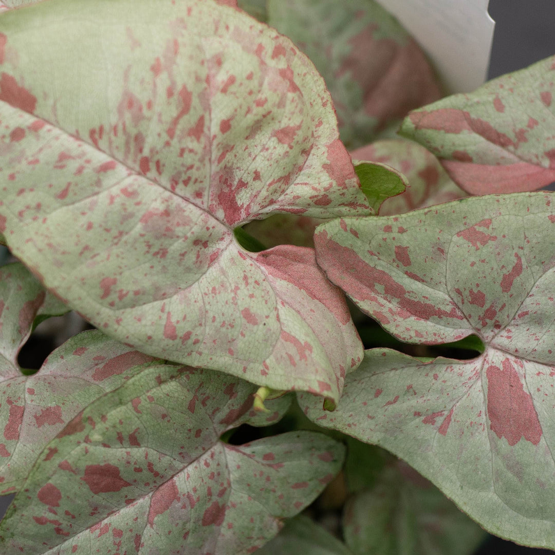 Gabriella Plants Syngonium 4" Syngonium podophyllum &