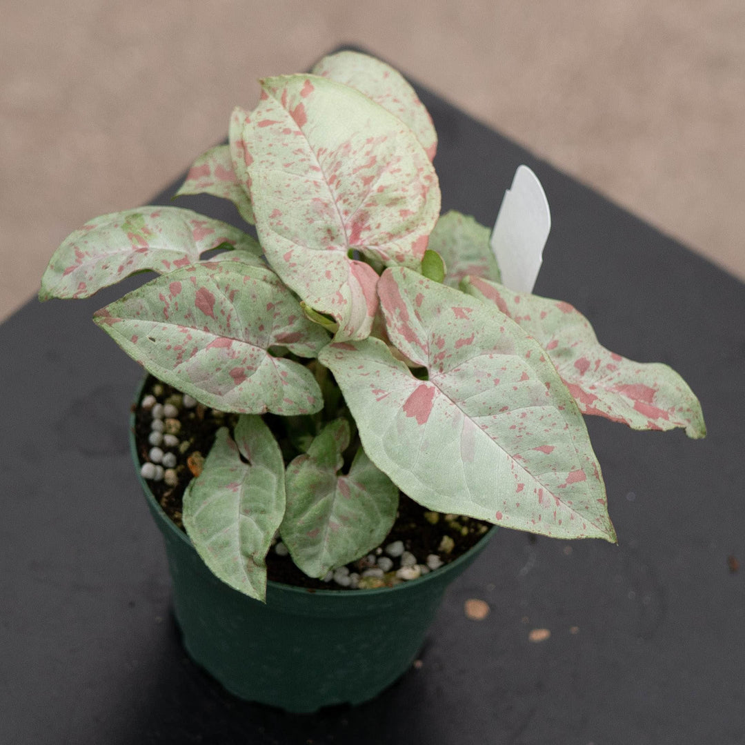 Gabriella Plants Syngonium 4" Syngonium podophyllum &