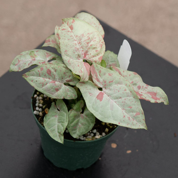 Gabriella Plants Syngonium 4" Syngonium podophyllum &