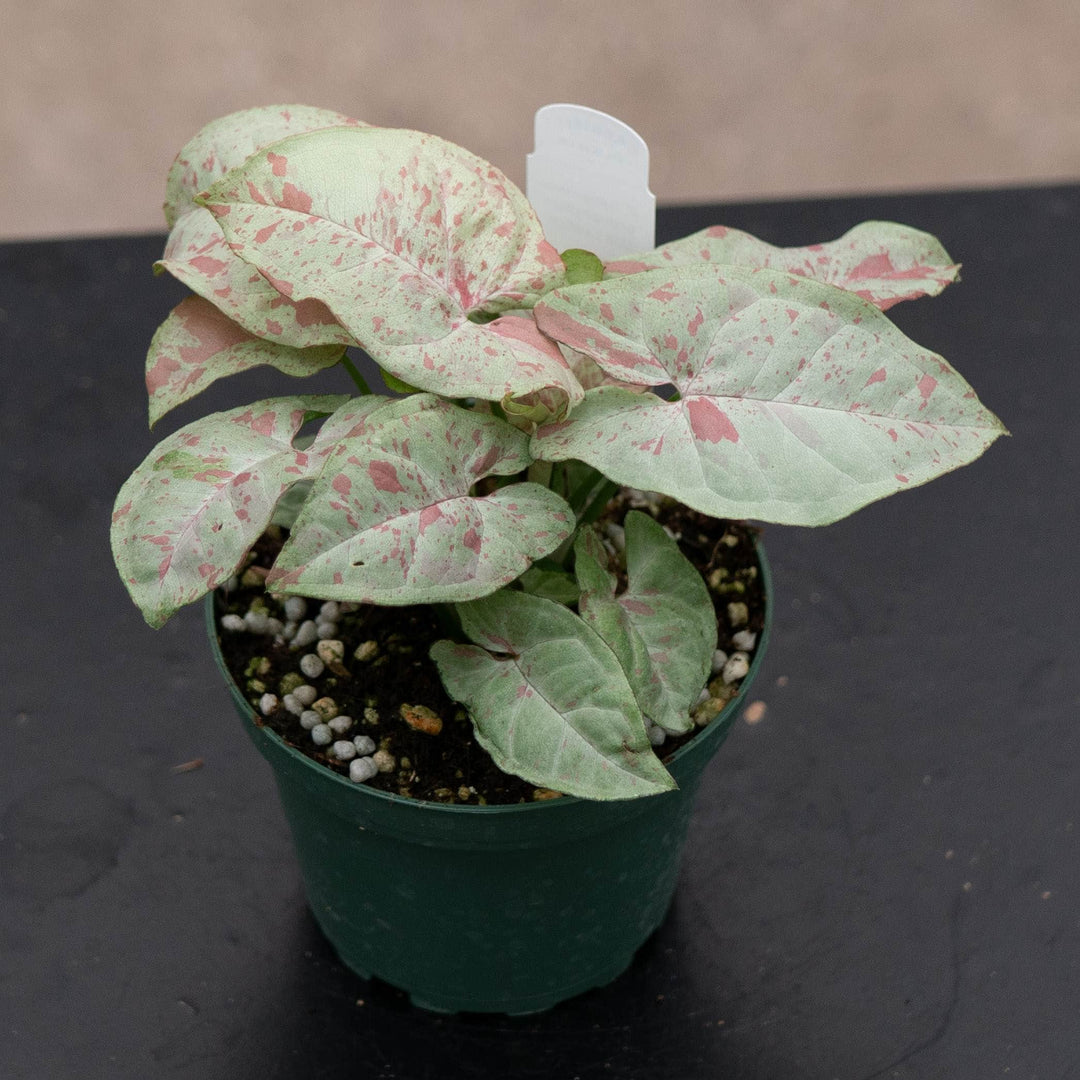 Gabriella Plants Syngonium 4" Syngonium podophyllum &
