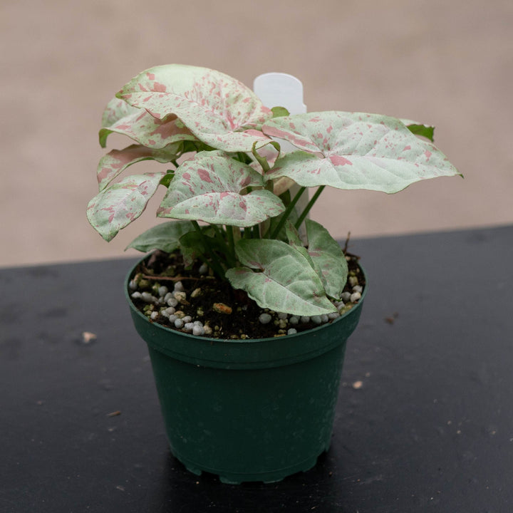 Gabriella Plants Syngonium 4" Syngonium podophyllum &