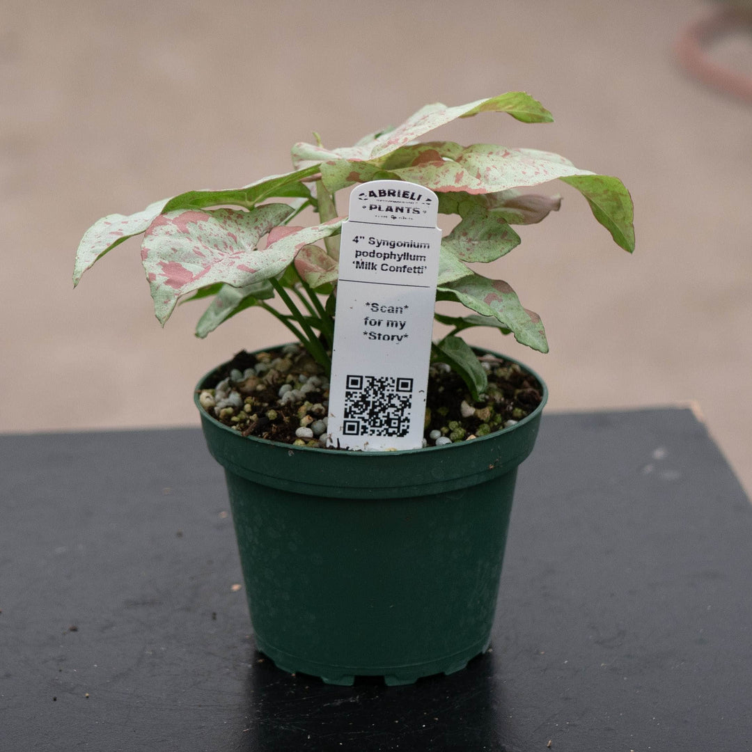 Gabriella Plants Syngonium 4" Syngonium podophyllum 'Milk Confetti'