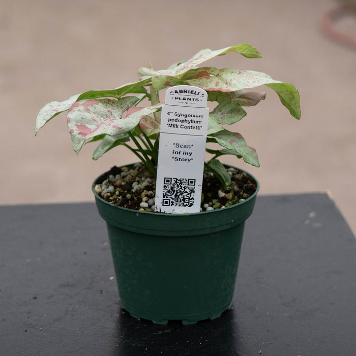 Gabriella Plants Syngonium 4" Syngonium podophyllum &