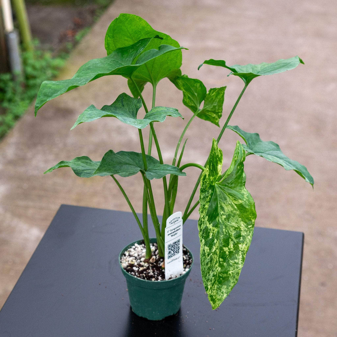 Gabriella Plants Syngonium 3" Syngonium podophyllum 'Mojito'
