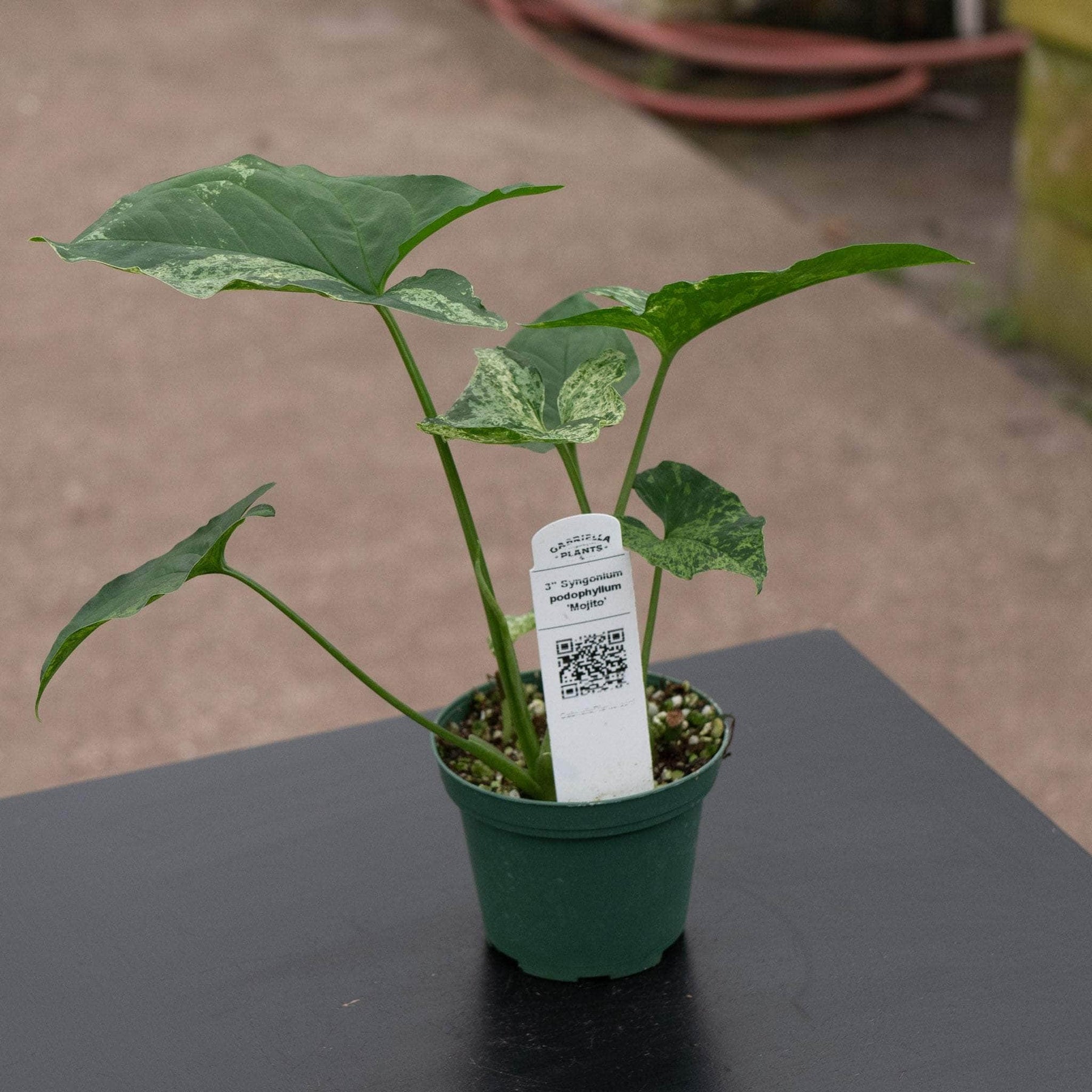 dieffenbachia mojito Syngonium podophyllum 'Mojito'