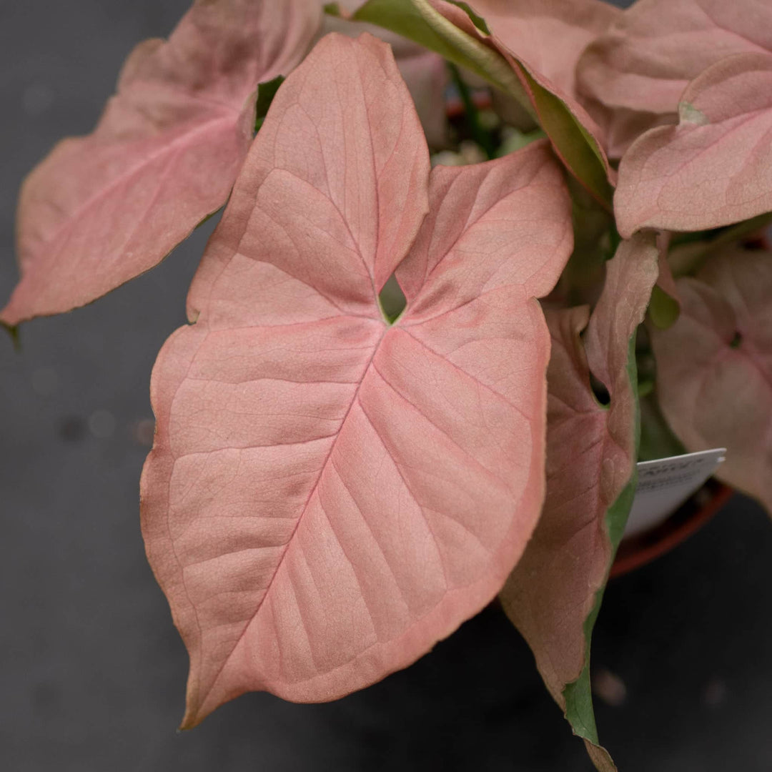Gabriella Plants Syngonium Syngonium podophyllum 'Neon Robusta'