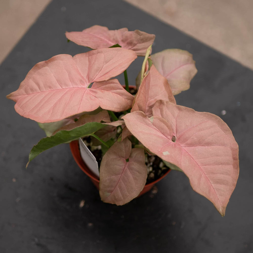 Gabriella Plants Syngonium Syngonium podophyllum 'Neon Robusta'