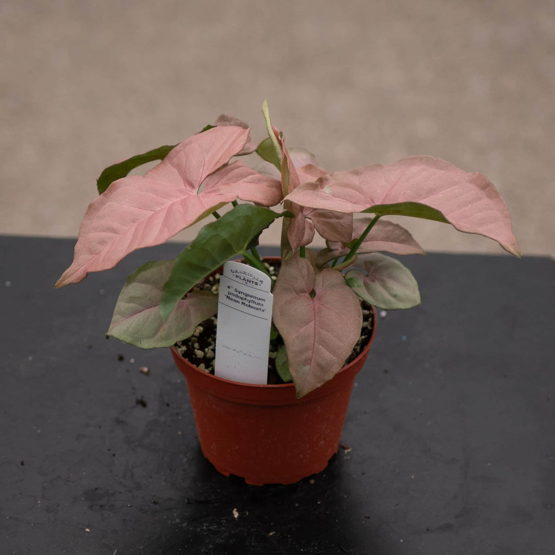 Gabriella Plants Syngonium Syngonium podophyllum 'Neon Robusta'