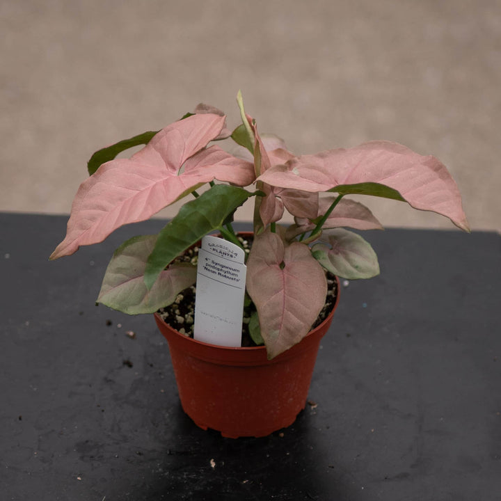 Gabriella Plants Syngonium Syngonium podophyllum 'Neon Robusta'