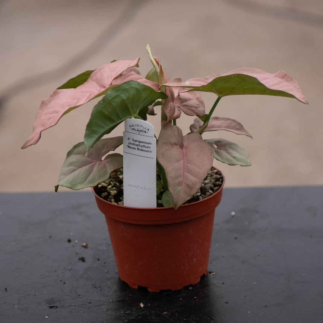 Gabriella Plants Syngonium 4" Syngonium podophyllum 'Neon Robusta'