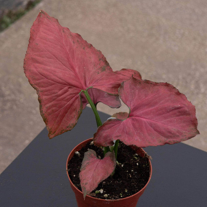 Gabriella Plants Syngonium 4" Syngonium podophyllum ‘Orm Nak Red’