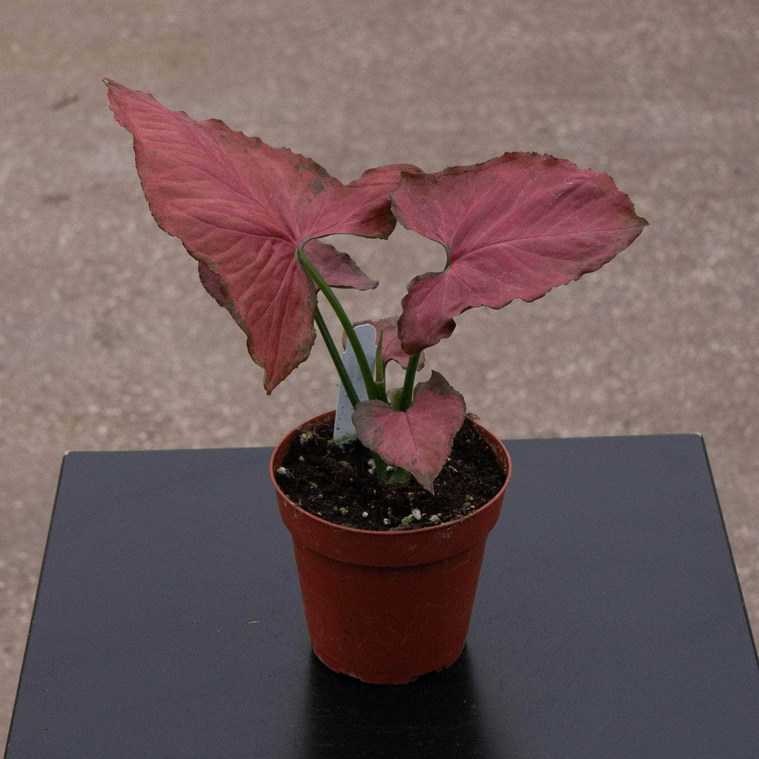 Gabriella Plants Syngonium 4" Syngonium podophyllum ‘Orm Nak Red’