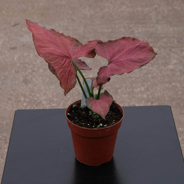 Gabriella Plants Syngonium 4" Syngonium podophyllum ‘Orm Nak Red’