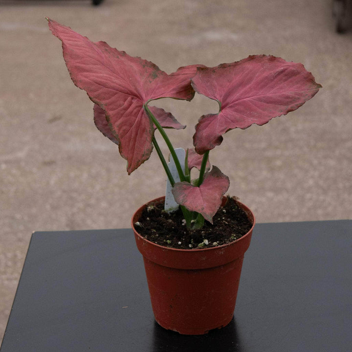 Gabriella Plants Syngonium 4" Syngonium podophyllum ‘Orm Nak Red’