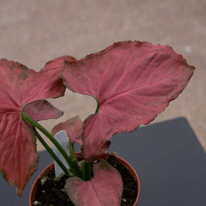 Gabriella Plants Syngonium 4" Syngonium podophyllum ‘Orm Nak Red’