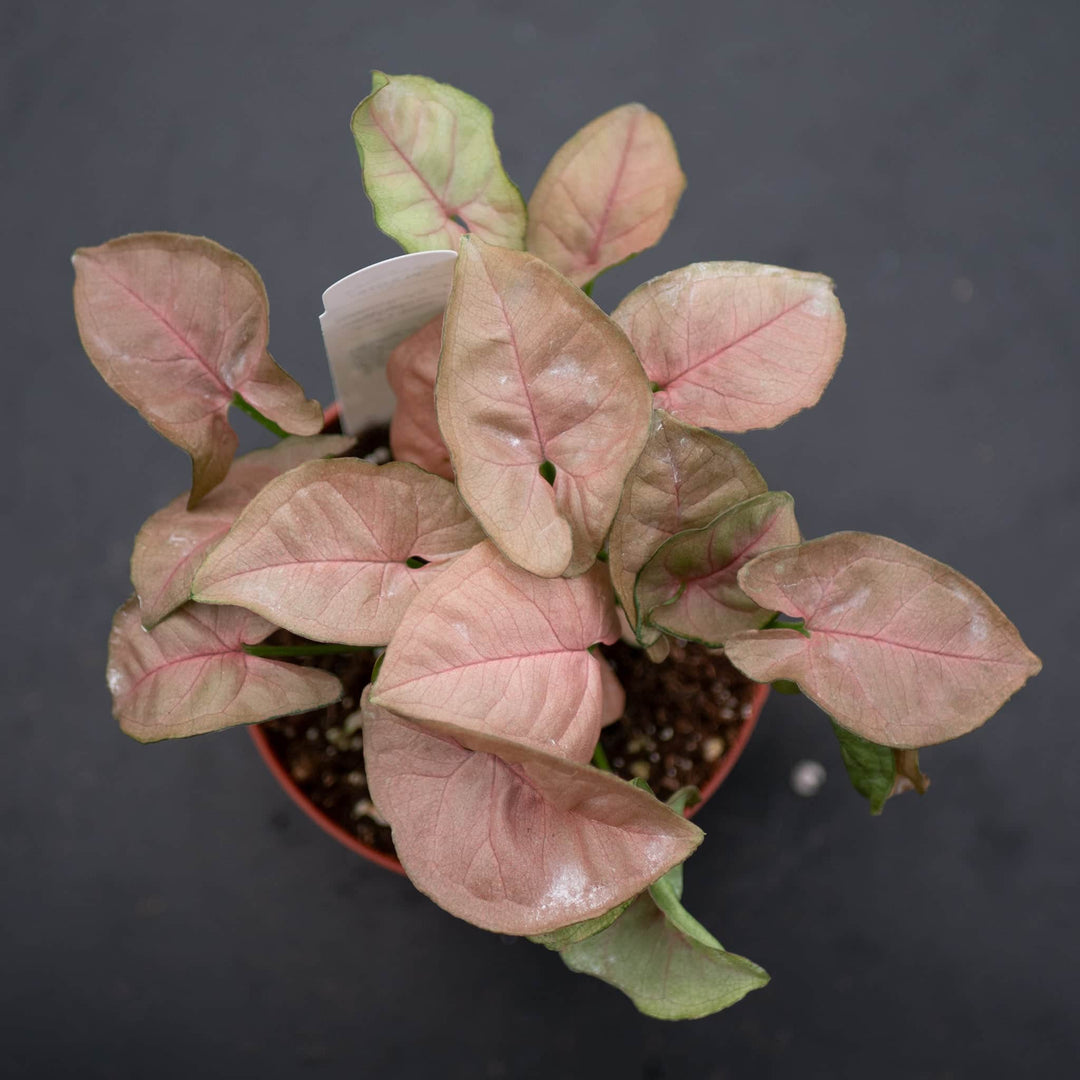 Gabriella Plants Syngonium 4" Syngonium podophyllum ‘Pink Lava’