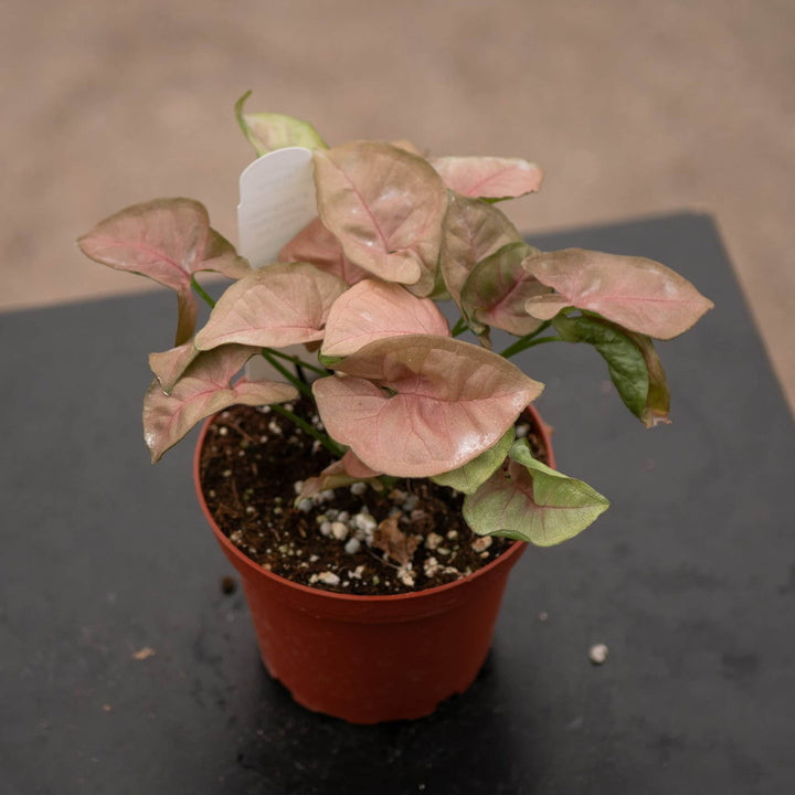 Gabriella Plants Syngonium 4" Syngonium podophyllum ‘Pink Lava’