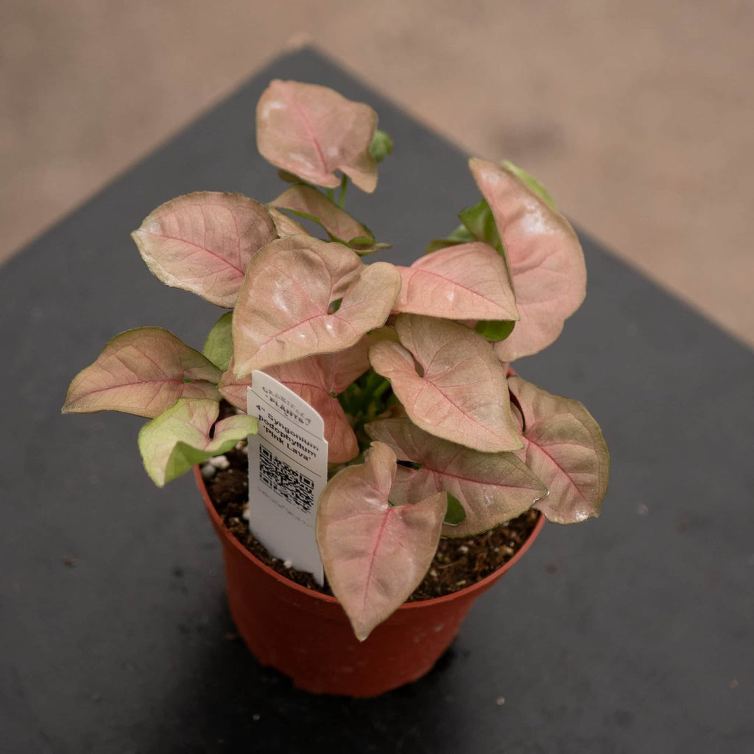 Gabriella Plants Syngonium 4" Syngonium podophyllum ‘Pink Lava’