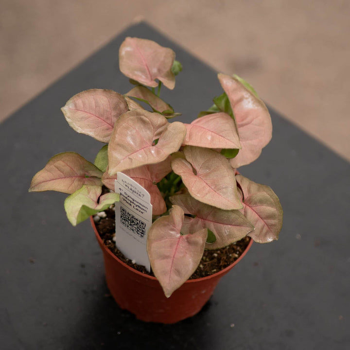 Gabriella Plants Syngonium 4" Syngonium podophyllum ‘Pink Lava’