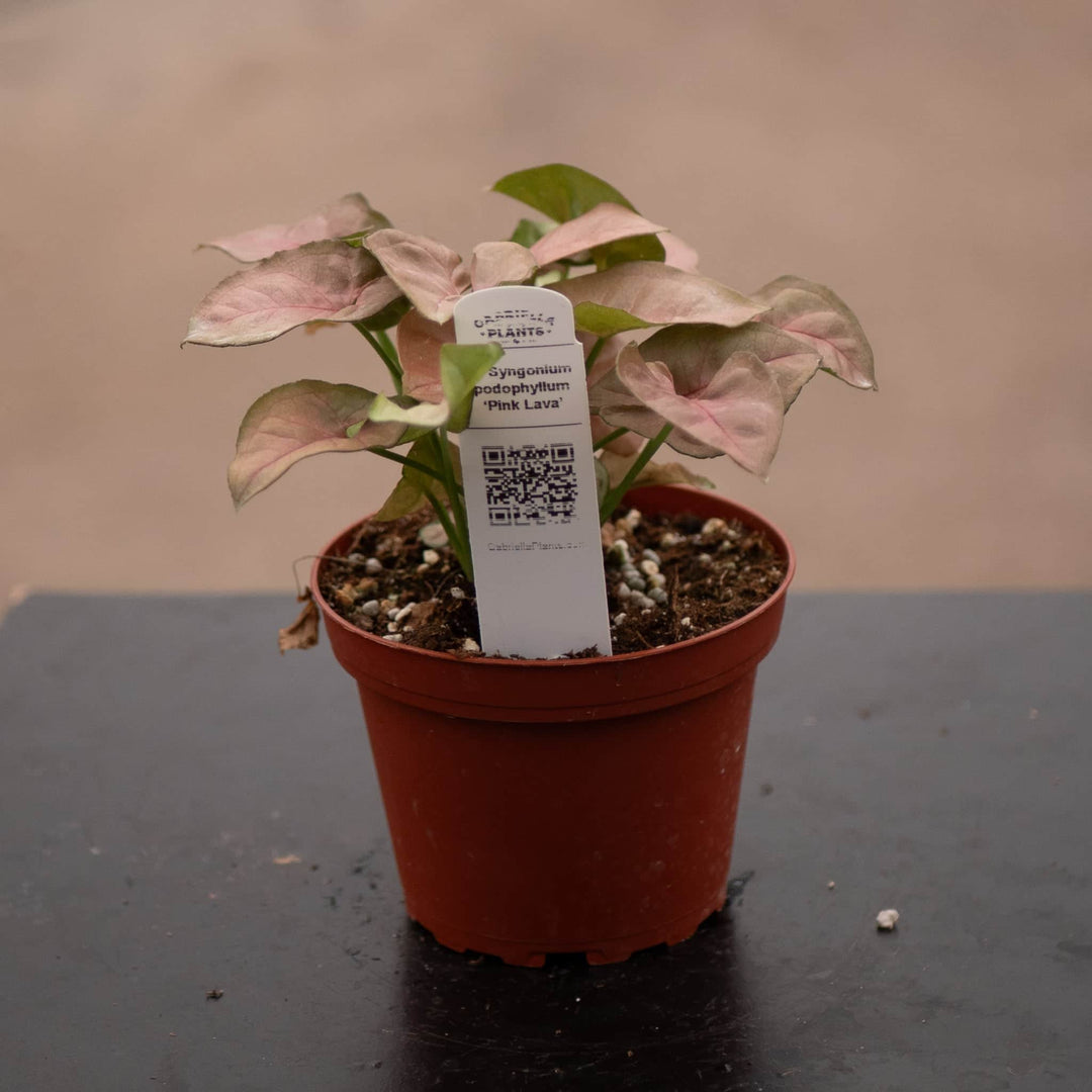 Gabriella Plants Syngonium 4" Syngonium podophyllum ‘Pink Lava’