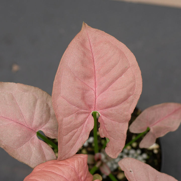 Gabriella Plants Syngonium 4" Syngonium podophyllum ‘Pink Lava’