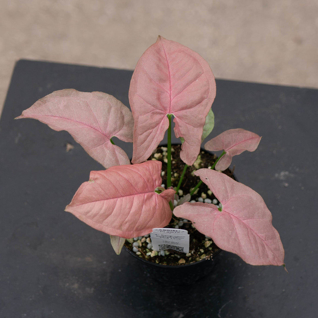 Gabriella Plants Syngonium 4" Syngonium podophyllum ‘Pink Lava’