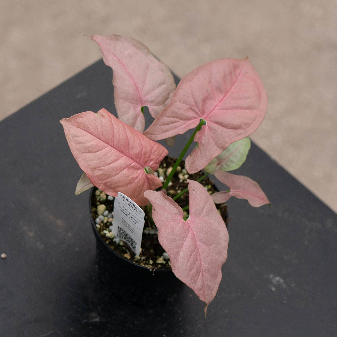 Gabriella Plants Syngonium 4" Syngonium podophyllum ‘Pink Lava’