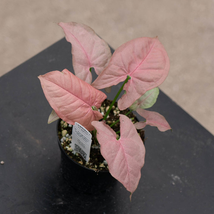 Gabriella Plants Syngonium 4" Syngonium podophyllum ‘Pink Lava’