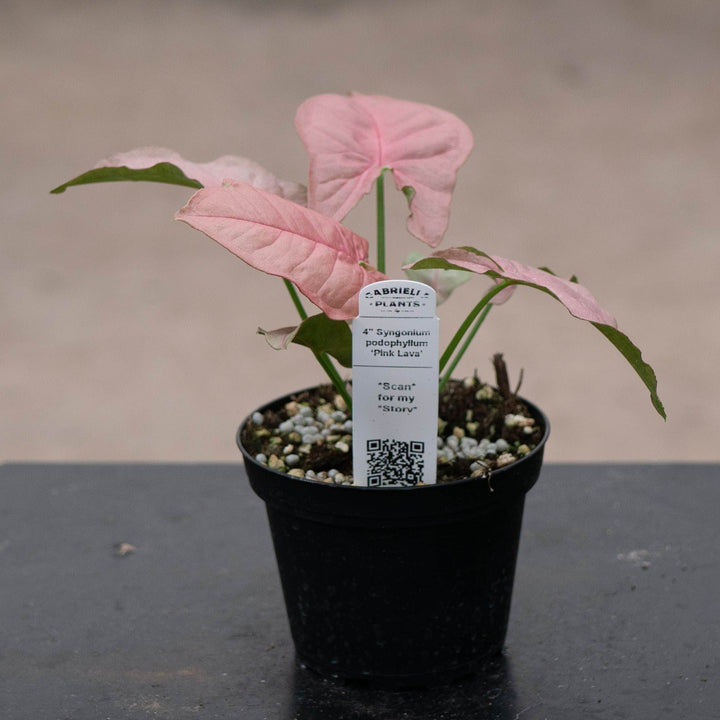 Gabriella Plants Syngonium 4" Syngonium podophyllum ‘Pink Lava’