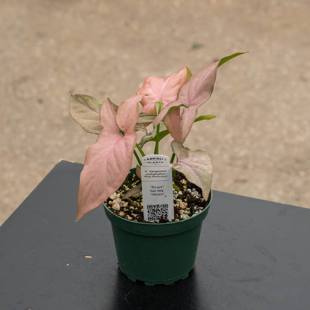Gabriella Plants Syngonium 4" Syngonium podophyllum 'Pink Perfection'