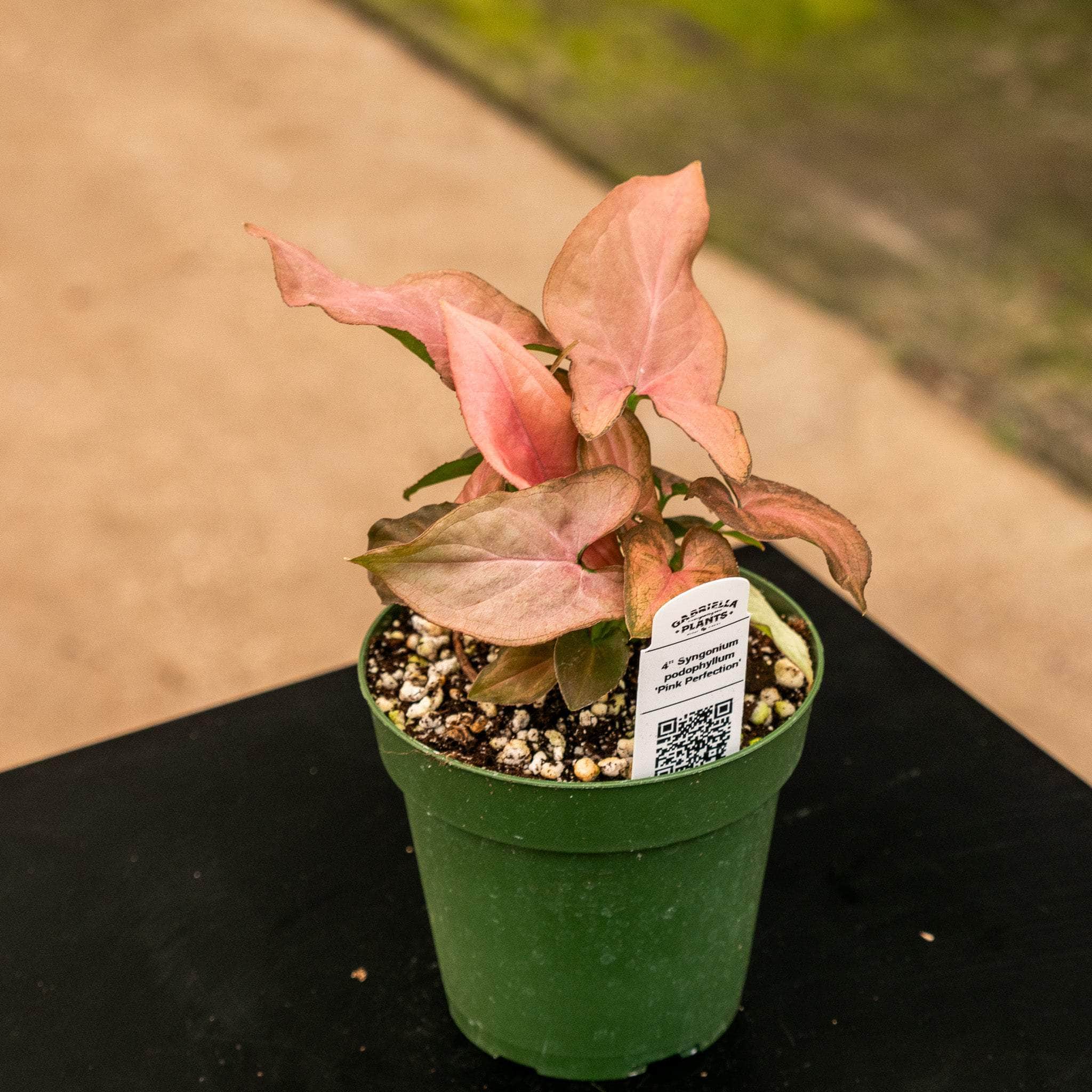 Gabriella Plants Syngonium 4" Syngonium podophyllum 'Pink Perfection'